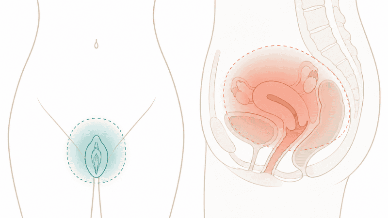 Medical diagram showing the difference between superficial entry pain and deep pelvic pain during sex